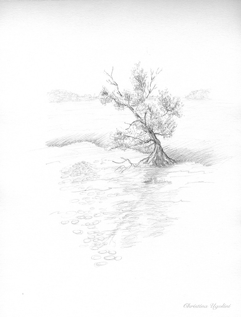 Arbre solitaire