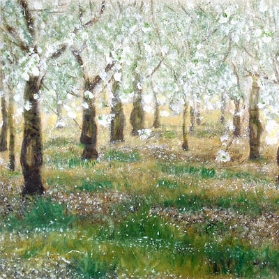 Cerisiers en fleurs