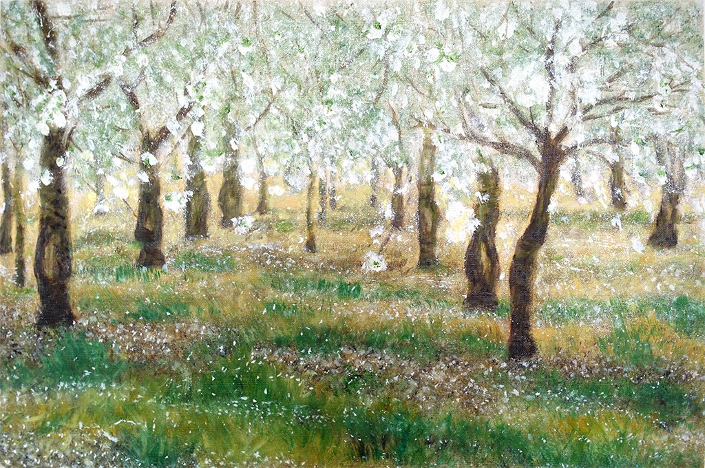 Cerisiers en fleurs